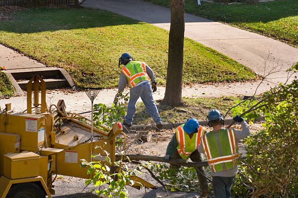 Best Hedge Trimming  in Aviston, IL